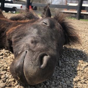 Meet your Posher, Tara